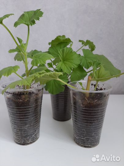 Укорененные черенки королевской пеларгонии