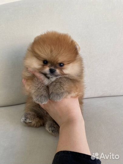 Померанский шпиц мини мишка