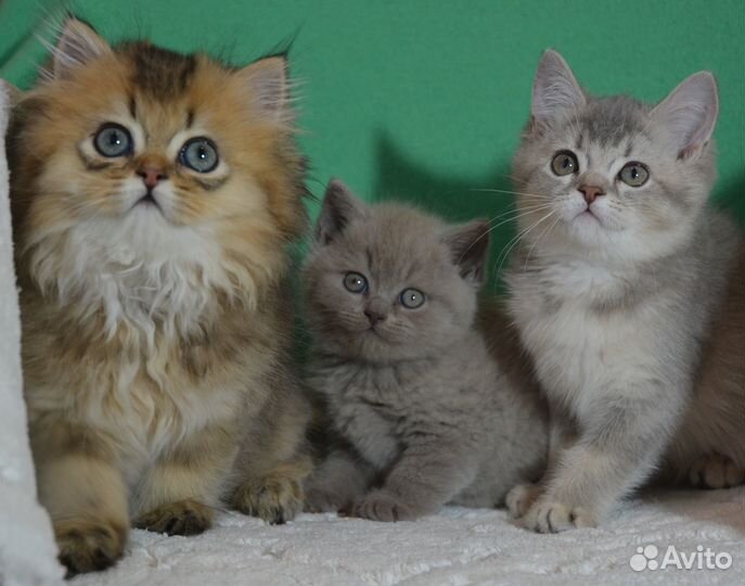 Британцы. Золотой, лиловый