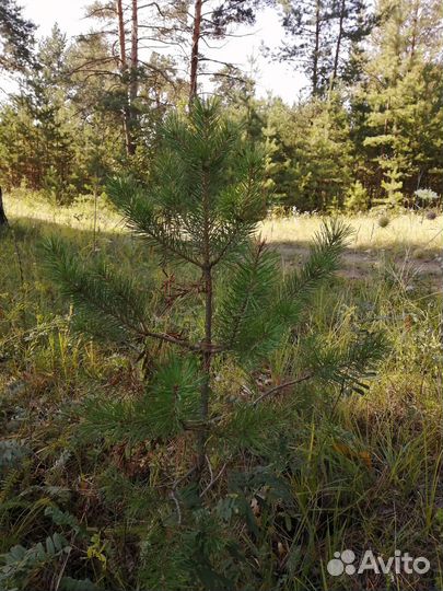Сосна, берёза с доставкой