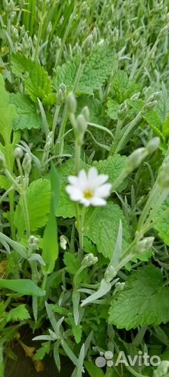 Уличные растения