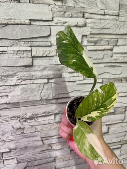 Монстера lechleriana variegated