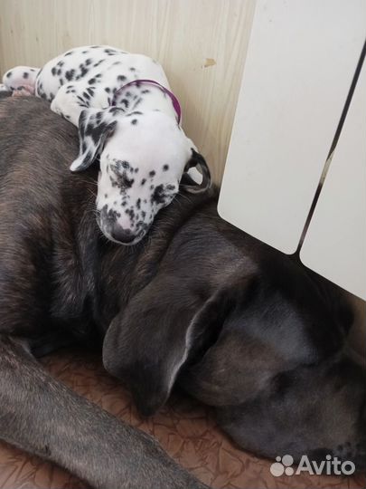 Щенки далматина