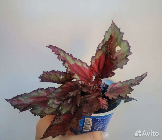 Бегония красная