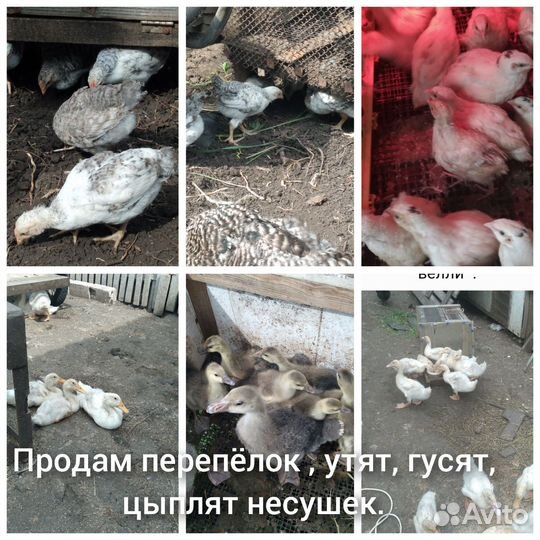 Домашняя птица