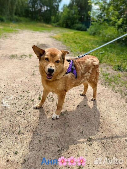 Собака Моня ищет себе верную семью