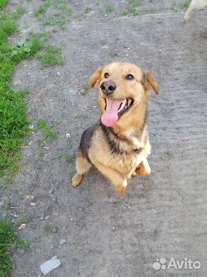 Собака ищет дом