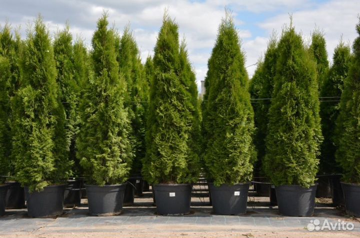 Саженцы туи западной