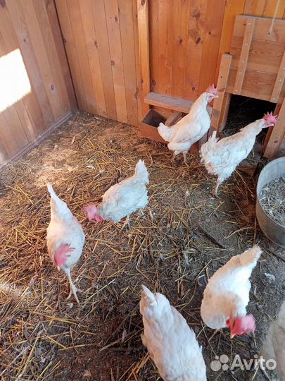 Куры несушки