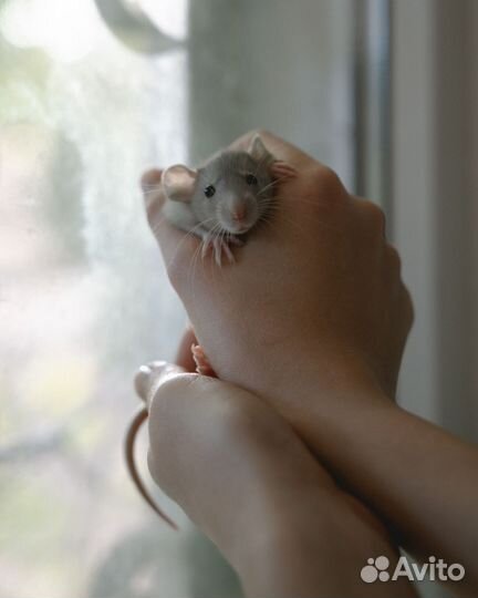 Крыса Дамбо мальчик бесплатно