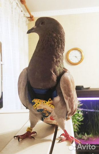 Костюм-памперс для голубя