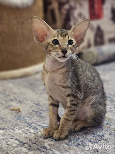 Ориентальные котята