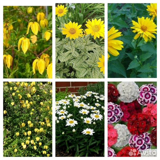 Многолетники