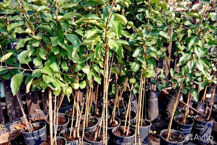 Яблони саженцы