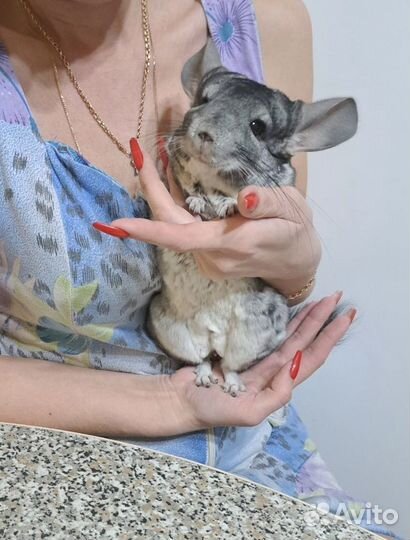 Шиншилла