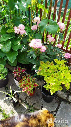 Колеусы сортовые, ипомея батат