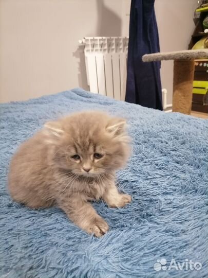 Продам котят серебристая шиншилла