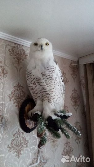 Чучела животных