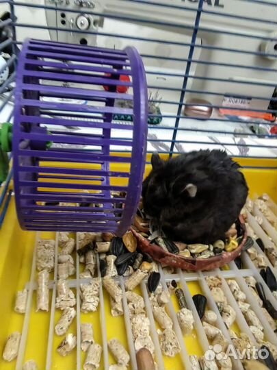 Передержка домашних животных