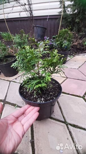 Саженцы туи