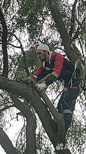 Спил деревьев/Расчистка учасклв