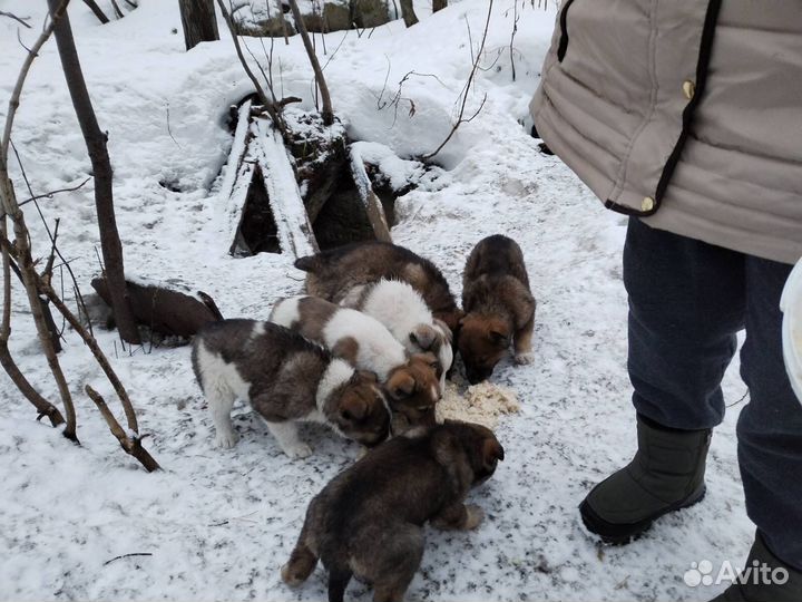 Щенок в добрые руки