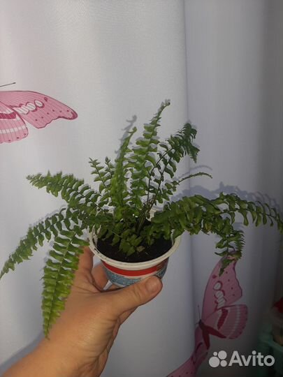 Нефролепис мини