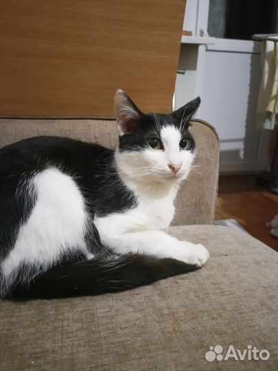 Котик в добрые руки