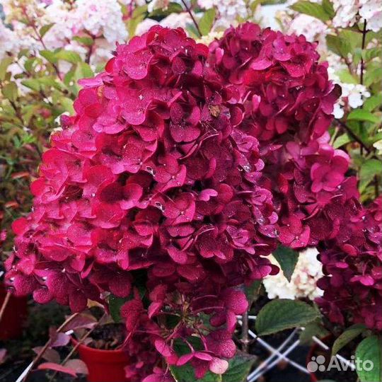 Гортензия метельчатая 