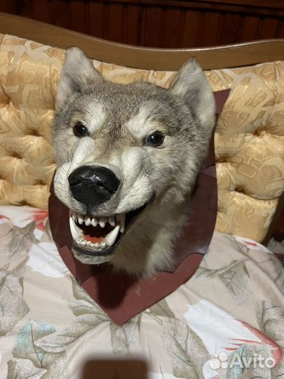 Голова волка чучело