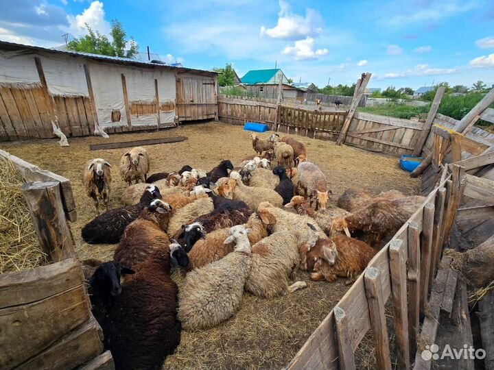 Бараны до года 40шт