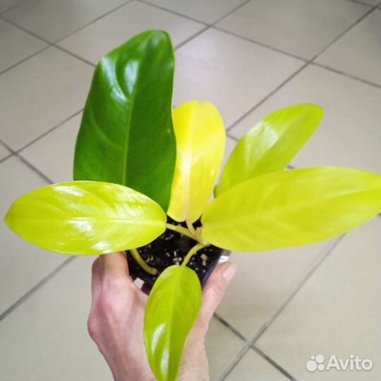 Филодендроны и монстеры