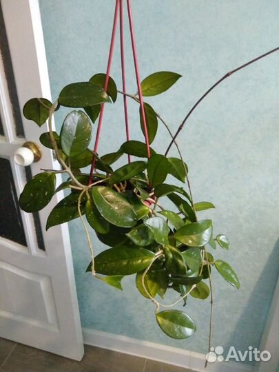 Комнатные растения, цветы