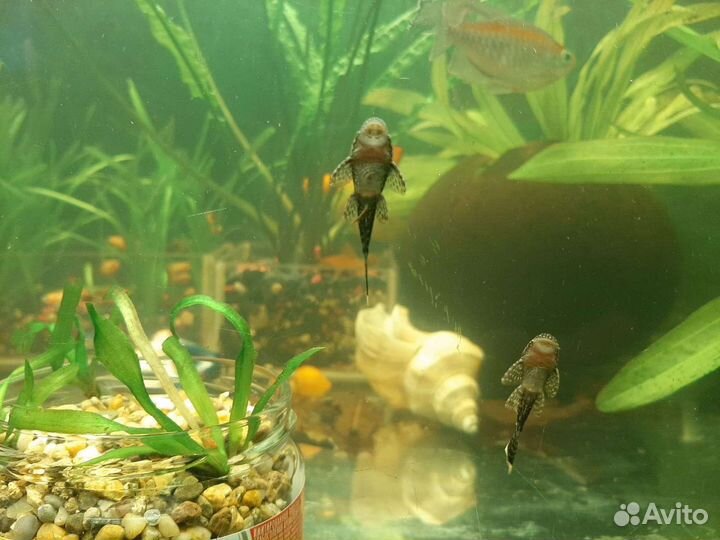 Аквариумные рыбки, растения, корм