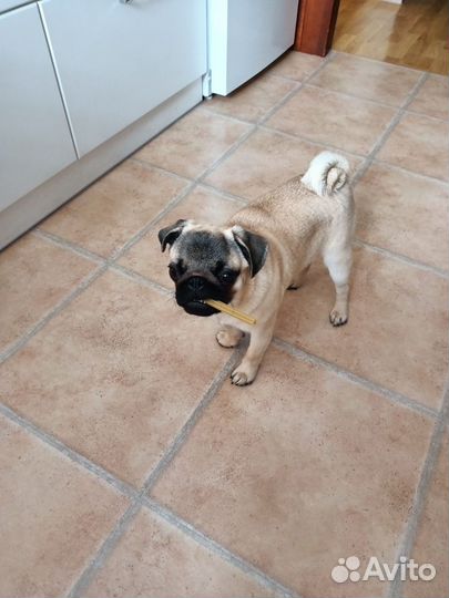 Мопс вязка мальчик