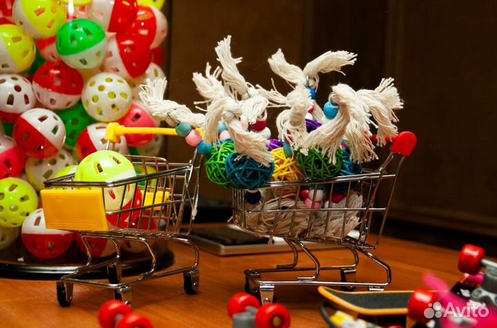 Доставка попугая на дом