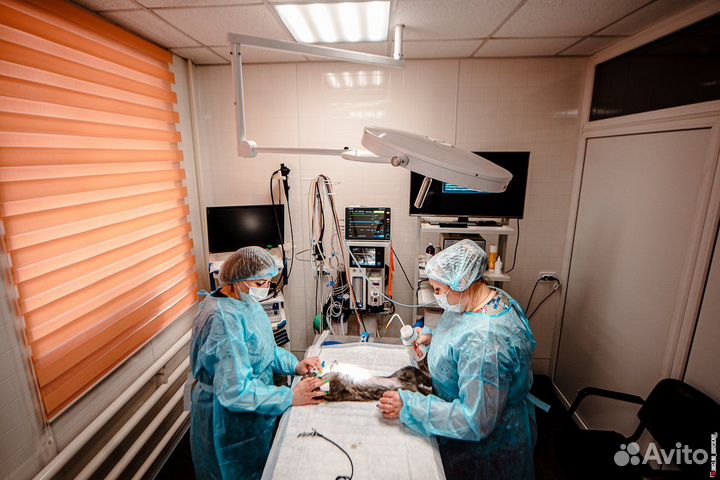 Стерилизация и кастрация животных