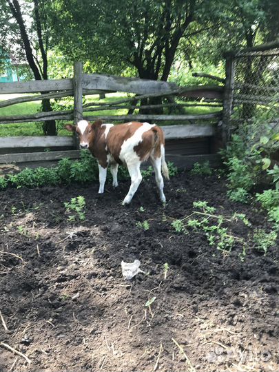 Тёлка на племя