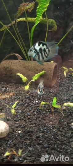 Сапфировые попугайчики