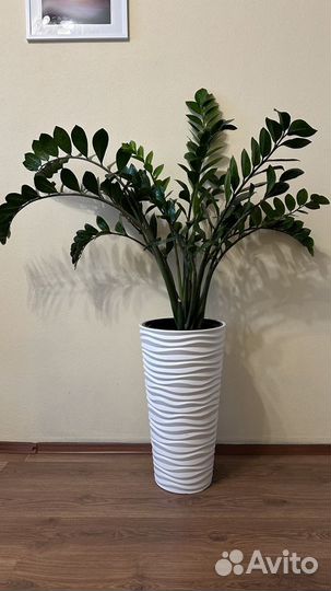 Комнатные растения большие