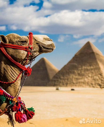 Туры в Египет из Спб на неделю - июль