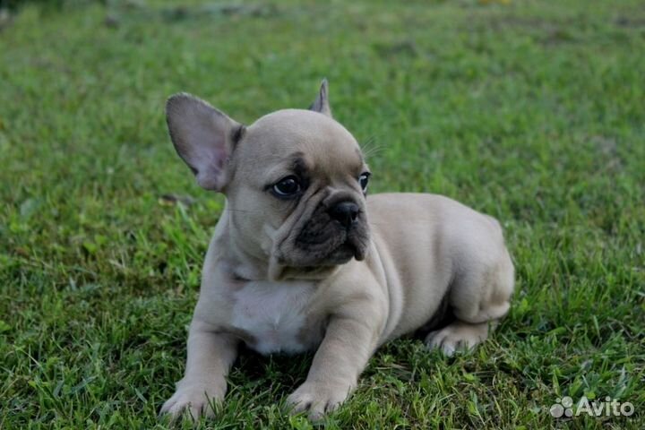 Малыши бульдожки