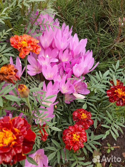 Безвременник осенний,луковицы