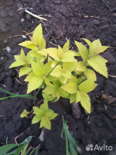 Гортензия Анабель, Спирея японская