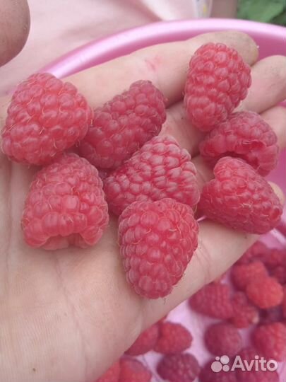 Малина Гусар, Карамелька, Полка, Бригантина