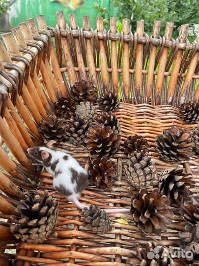 Японские кормовые мыши