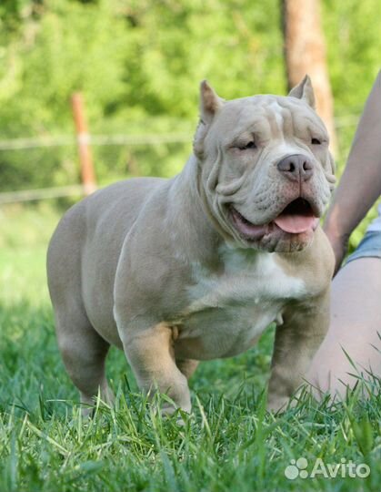 Американский булли покет щенки