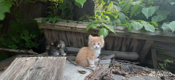 Домашние животные кошки