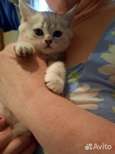 Шотландские котята