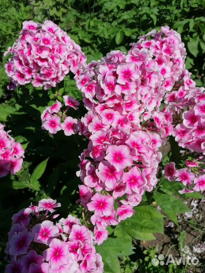 Флокс метельчатый